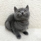 ブリティッシュショートヘア