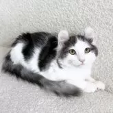 アメリカンカール