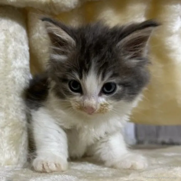 ID：2305-00087の子猫