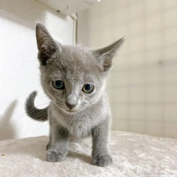 YK 様のお迎えした子猫