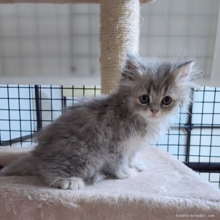 ID：2306-01222の子猫