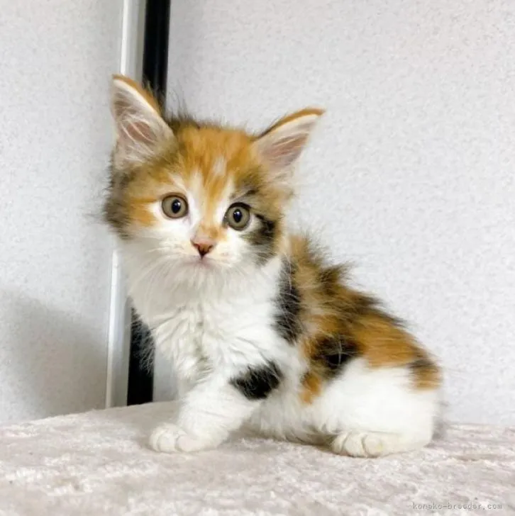 ID：2206-03146の子猫