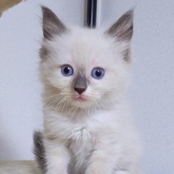 ラグドール【千葉県・男の子・2023年4月15日・ブルーポイントミテッド】の写真「一週間限定販売❗元気な男の子！」