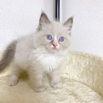 ラグドール【千葉県・男の子・2022年11月22日・ブルーポイントミテッド】の写真「週末限定値引き❗可愛い男の子❗」
