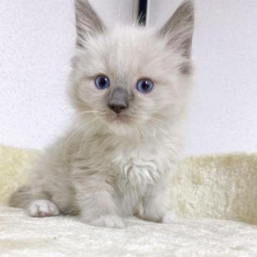 ラグドール【千葉県・男の子・2022年11月22日・ブルーポイントミテッド】の写真「最終値引き❗可愛い男の子❗」