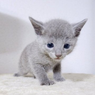 ロシアンブルー【千葉県・男の子・2023年3月14日・ブルー】の写真「幼い顔の男の子❗」