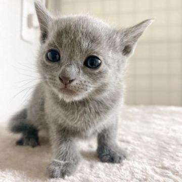 ロシアンブルー【千葉県・女の子・2022年12月22日・ブルー】の写真「可愛い女の子❗」