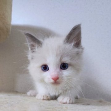 ラグドール【千葉県・男の子・2023年4月15日・ブルーポイントバイカラー】の写真「一週間限定販売❗元気な男の子！」