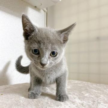 ロシアンブルー【千葉県・女の子・2022年10月25日・ブルー】の写真「可愛い女の子❗」