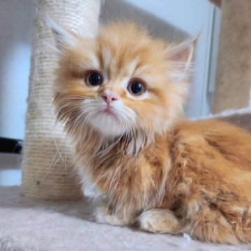 ミヌエット(短足)【千葉県・女の子・2023年4月14日・レッドタビー】の写真「一週間限定販売❗足短の女の子！」