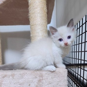 ラグドール【千葉県・女の子・2023年4月15日・ブルーポイントバイカラー】の写真「一週間限定販売❗兄妹唯一の女の子！」