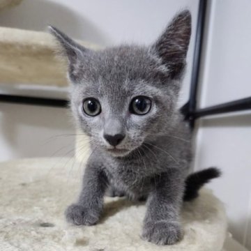 ロシアンブルー【千葉県・男の子・2023年5月11日・ブルー】の写真「イケメンな男の子❗」