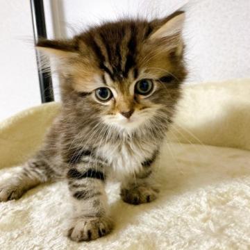 サイベリアン【千葉県・男の子・2022年6月22日・ブラウンタビー】の写真「少しやんちゃなイケメンくん❗」