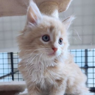 メインクーン【千葉県・女の子・2023年4月18日・クリームタビー&ホワイト】の写真「一週間限定販売❗可愛らしい女の子！」