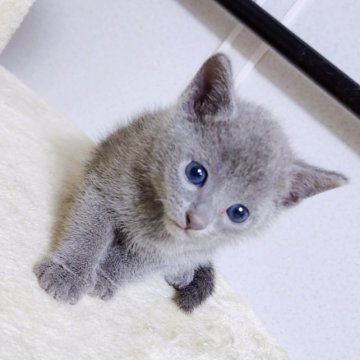 ロシアンブルー【千葉県・男の子・2023年3月14日・ブルー】の写真「凛々しい顔の男の子❗」