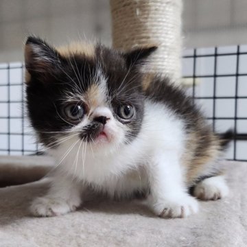 エキゾチックショートヘア【千葉県・女の子・2023年7月29日・キャリコ】の写真「癖になる色と顔つきの女の子❗」