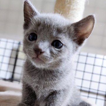 ロシアンブルー【千葉県・女の子・2023年3月14日・ブルー】の写真「困った顔の顔つきで可愛らしい女の子❗」