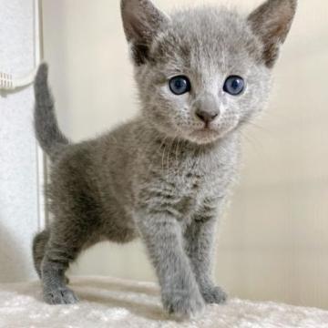 ロシアンブルー【千葉県・女の子・2022年12月10日・ブルー】の写真「可愛い女の子❗」