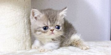 エキゾチックショートヘア【千葉県・男の子・2022年4月26日・ブルータビー&ホワイト】の写真「エキゾ特有の顔立ちの男の子❗」