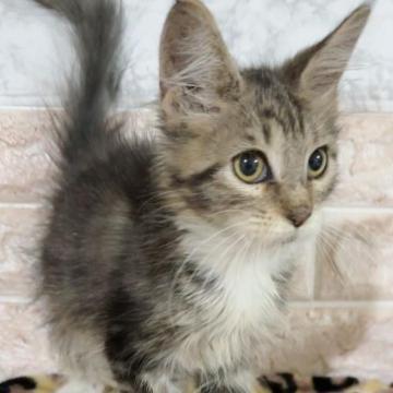 メインクーン【千葉県・男の子・2022年10月28日・ブラウンタビー&ホワイト】の写真「マイペースな男の子❗」