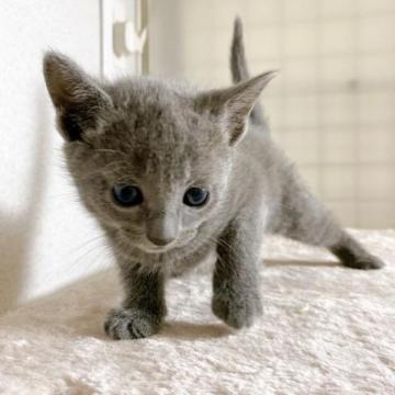 ロシアンブルー【千葉県・女の子・2022年12月10日・ブルー】の写真「美人な女の子❗」