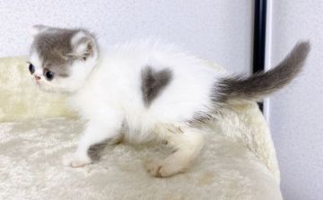 エキゾチックショートヘア【千葉県・男の子・2022年4月26日・ブルータビー&ホワイトバン】の写真「希少な♥️ハート柄♥️の元気な男の子」