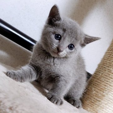 ロシアンブルー【千葉県・女の子・2023年3月14日・ブルー】の写真「元気いっぱいの女の子❗」