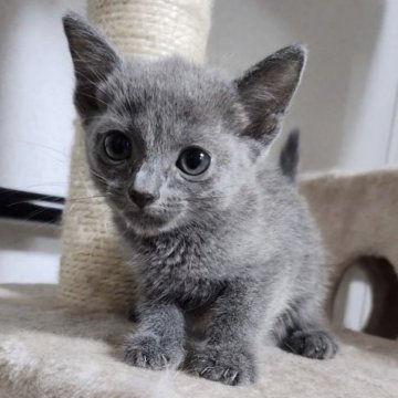 ロシアンブルー【千葉県・女の子・2023年5月17日・ブルー】の写真「可愛い女の子❗」