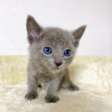 ロシアンブルー【千葉県・男の子・2022年5月20日・ブルー】の写真「一週間限定値下げ❗やんちゃな男の子！」