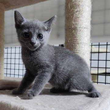 ロシアンブルー【千葉県・女の子・2023年5月17日・ブルー】の写真「元気な女の子❗」