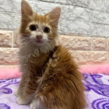 メインクーン【千葉県・女の子・2022年10月2日・レッドタビー&ホワイト】の写真「期間限定　新春大セール‼️元気な女の子❗」