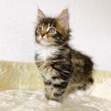 メインクーン【千葉県・男の子・2022年5月7日・ブラウンタビー&ホワイト】の写真「一週間限定値下げ❗ハンサムな男の子！」