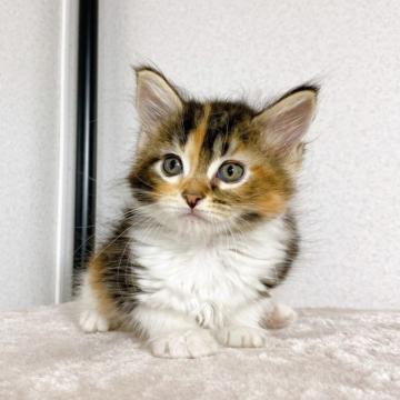 メインクーン【千葉県・女の子・2022年5月7日・キャリコ】の写真「最終値引き❗マイペースな女の子！」