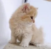 ミヌエット(長足)【千葉県・男の子・2023年4月10日・レッドタビー&ホワイト】の写真2