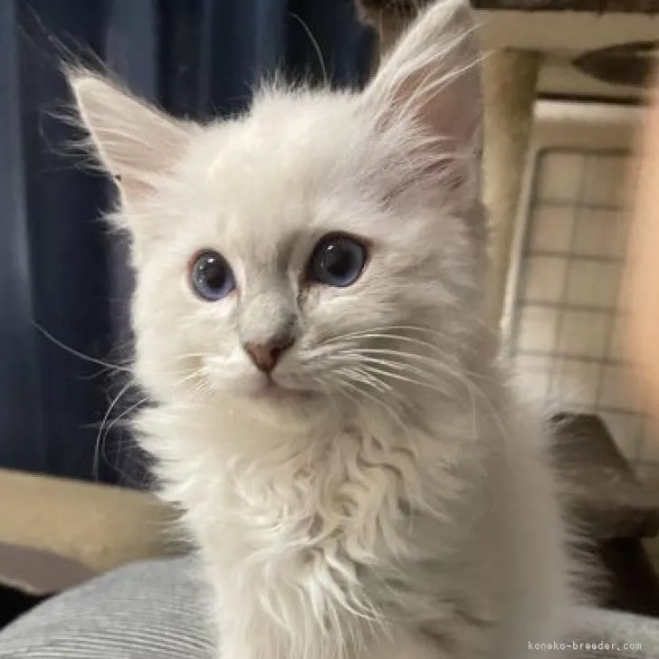 T 様のお迎えした子猫