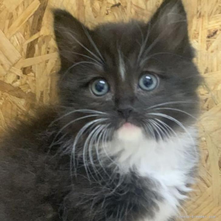 H.N 様のお迎えした子猫