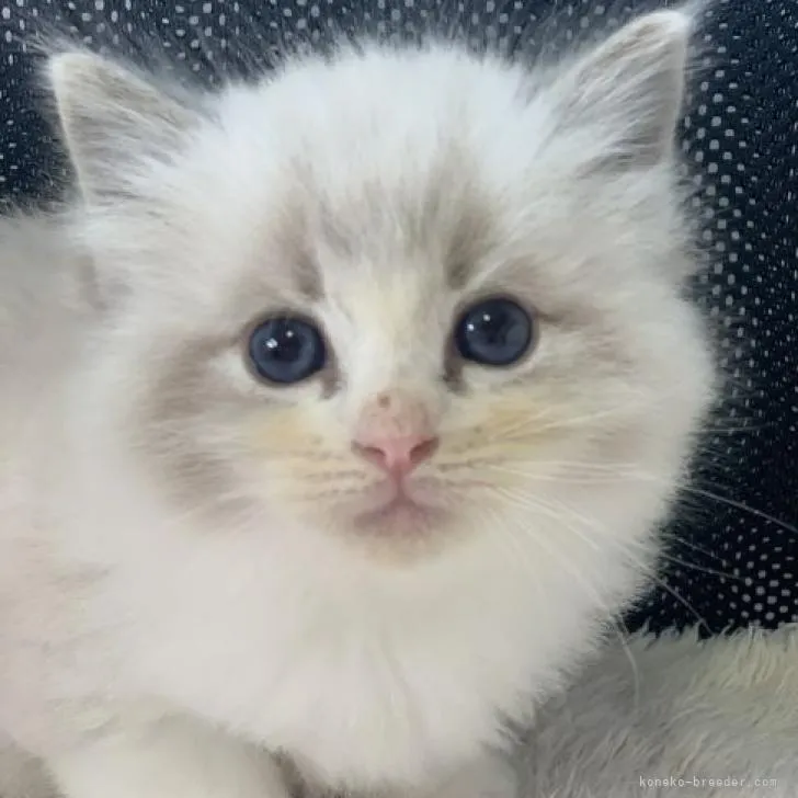 ID:2303-00130の子猫