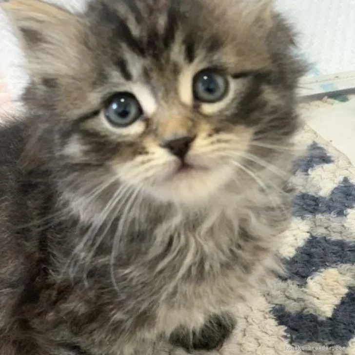 ID：2303-00134の子猫