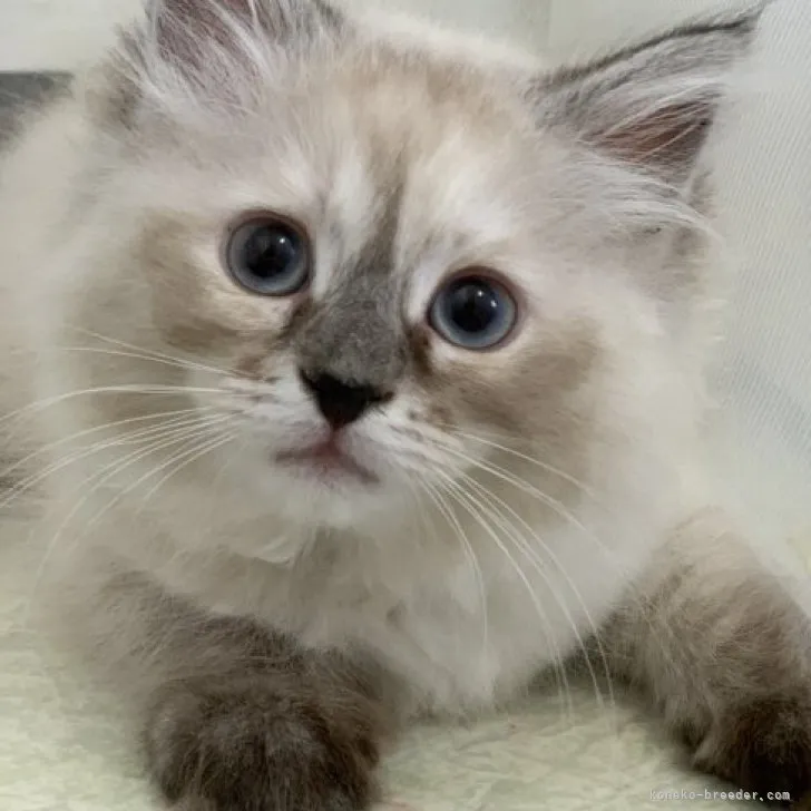 ID：2306-00343の子猫