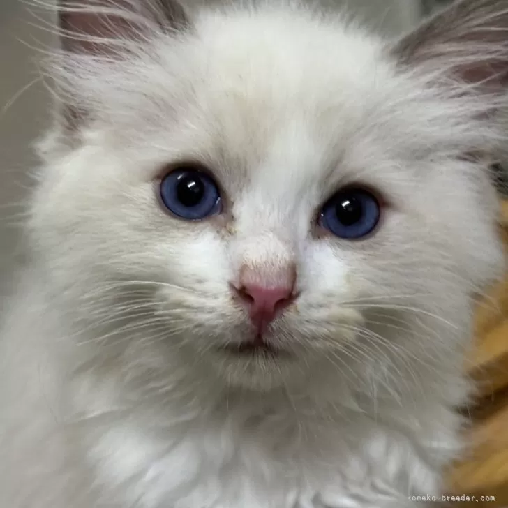 ID:2410-01735の子猫