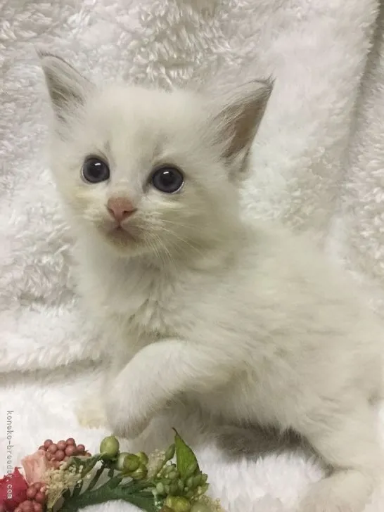 ID：2110-02048の子猫