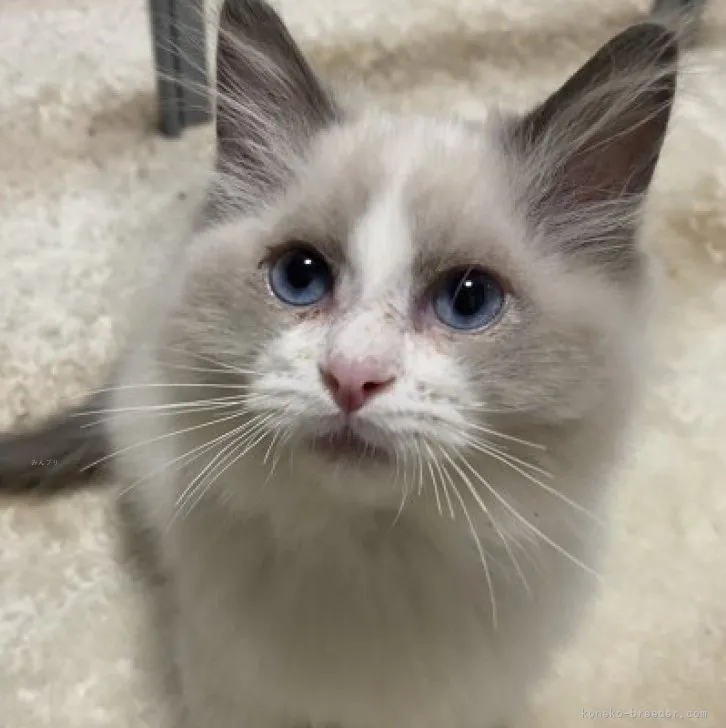 ID:2309-01923の子猫
