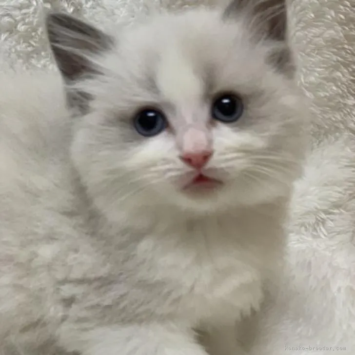 ID：2301-00291の子猫