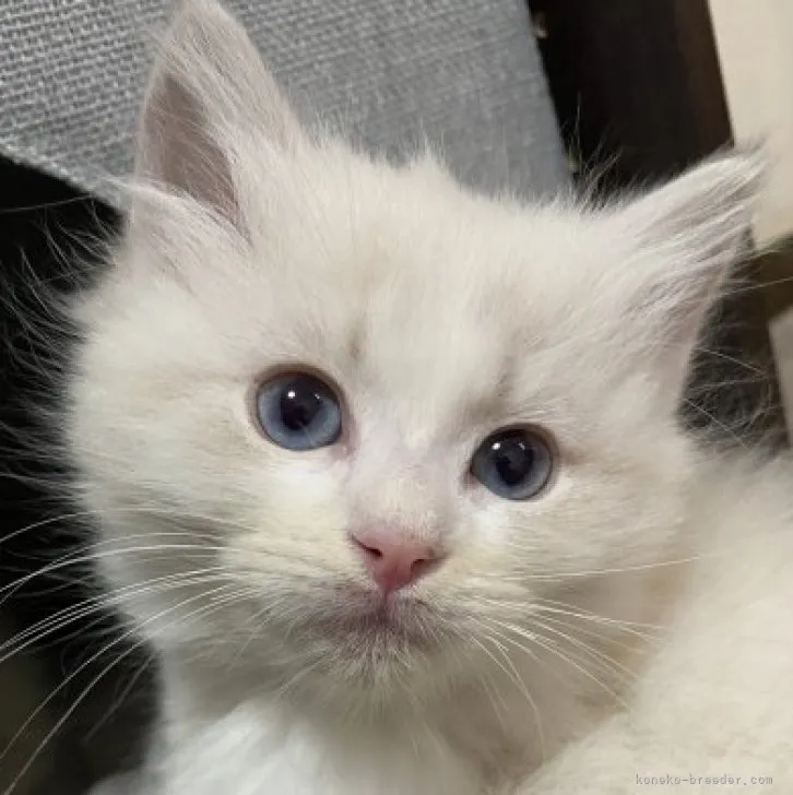 ID：2311-02093の子猫