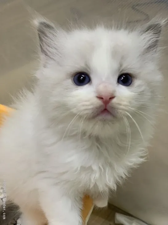ID:2105-02481の子猫