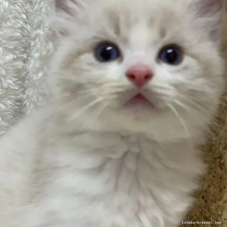 K.Y 様のお迎えした子猫