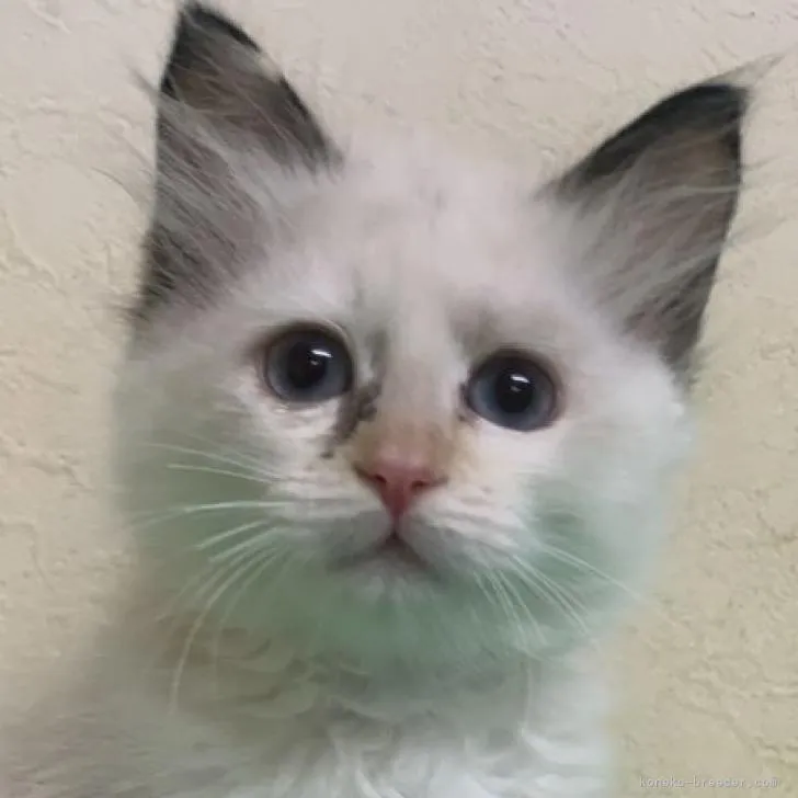 ID:2301-01536の子猫