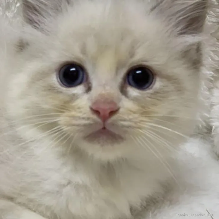ID：2208-02832の子猫