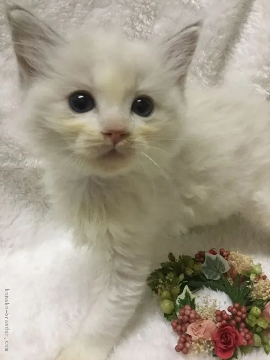 ID：2110-02049の子猫