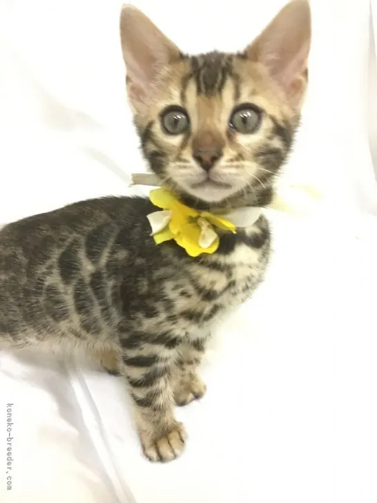 いかるが 様のお迎えした子猫